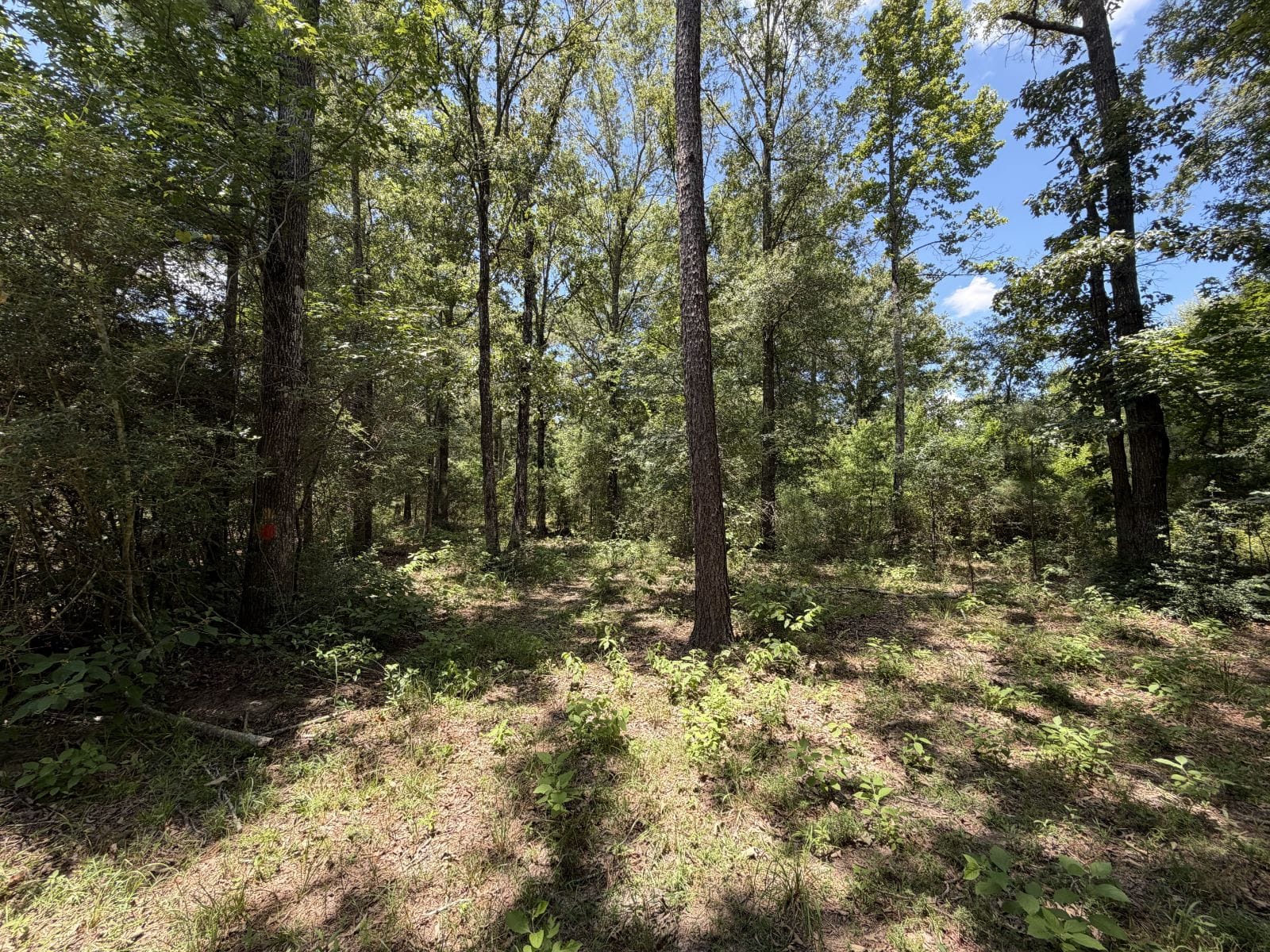 Tiny Country Home on 3 Acres of Land for Sale in Carthage, TX - Image 5